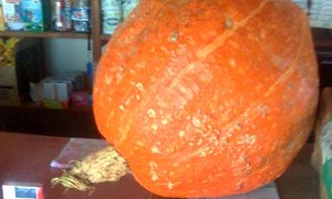 Enorme pampoen vir BBos Basaar